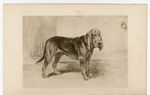 BLOODHOUND ANTIQUE 1901 SEPIA DOG ART PRINT by Artist ARTHUR WARDLE