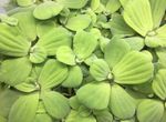 7 Large Water lettuce Pistia Stratiotes Floating AquariumPlants Nitrate Remover