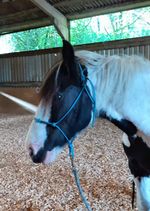 Easy-Does-It Med Stiff 4 knot rope halters,Clinton, Parelli, Nat. Horsemanship