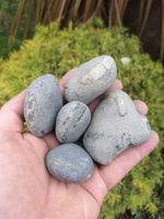 5 X SPLIT YOUR OWN SMALL - MEDIUM AMMONITE YORKSHIRE  DACTYLIOCERAS