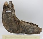 Large Fossil Horse Jaw Six Teeth New Mexico USA Late Pleistocene/Early Holocene