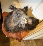 old vintage big Medallion Wild Boar Head hunting Trophy Taxidermy Wall Mounted