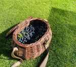 2lb of FROZEN SLOE Berries Last few remaining 