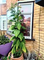 tobacco Amber Leaf  seeds approx 1000 ,Organic. 