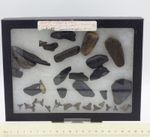 Collection Miocene Fossil Shark Teeth + Petrified Wood Glass Case Maryland USA