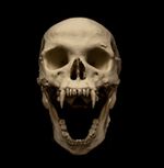 Vampire Skull Replica Life Size Cryptid Monster Skull Display Model exclusive