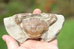 LOVELY  RARE FOSSIL CRAB FROM JAVA, INDONESIA , BEST VALUE  ANYWHERE! #19