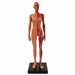 Resin Anatomical Human Muscle Model Detailed for Art Studio, Home Reference Desk