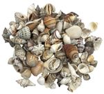 ASSORTED CRAFT SHELLS ~ SMALL OR MEDIUM ~ 250 GRAMS TO 1 KILO ~ BULK ~ WHOLESALE