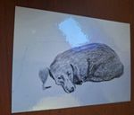Rare David Hockney Dog 3 Porfolio Art Postcard ROYAL ACADEMY EXHIBITION 