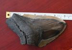 6 INCH Polished MEGALADON TOOTH - Certificate Of Authenticity Included - GENIUNE
