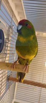 Stunning Red-Crowned Parakeet (Cyanoramphus novaezelandiae)