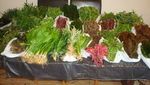 30 LIVE AQUARIUM AQUATIC TROPICAL FISH TANK PLANTS  LIVE PLANT COLDWATER FRESH