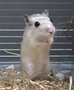 Savic plastic and metal two tier cage, perfect for little rodents