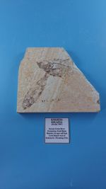 Fossilised Fish In Rock 52 Million Years Old