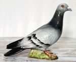 Beswick Racing Pigeon Rare Beautifully Coloured Grey Gloss Model No.1383 Vgc