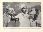 1930s Vintage Rhodesian Ridgeback Print Mrs Player & Ridgebacks 6387e