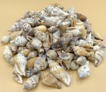 BEAR CONCH SEASHELLS ~ 250 GRAMS TO 1 KILO ~ BULK ~ WHOLESALE ~ CRAFTS ~ ART