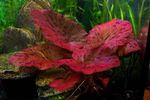 Nymphea Red Tiger Lotus Bulb Tropical OXYGENATING HEALTHY AQUARIUM PLANTS SHRIMP