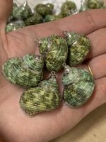 Real Shells Periwinkle silver decoration  Green earring making 20 pcs