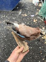 TD122 Eurasian Jay on a branch