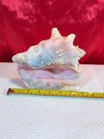 LARGE NATURAL CONCH SHELL 7" SEA SHELL