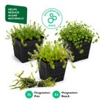 Oxygenating Pond Plant Pack Algae Control Wildlife Pond Plants UK