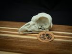 Life Size King Vulture Skull Replica – Realistic 3D Printed Bone Model Display