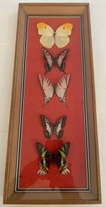 Stunning Collection of 5 Real Butterflies Taxidermy In Wooden Framed Display