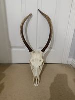 Red Deer Spiker Stag Skull Perfect & Complete Taxidermy Goth Pagan Witchcraft