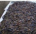 250g  2nd Grade SALTED PRESERVED Lug worm Sea Fishing Lure Bait Beach Boat