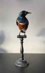 Taxidermy Superb Glossy starling (Aplonis panayensis)