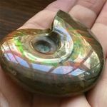 Natural Iridescent Ammonite Ammolite Facet Specimen Fossil Madagascar Crystal