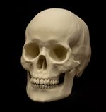 Human Skull Lifesize Replica – Separate Jaw – Anatomical Bone Model Display