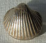 Thailand / SE Asia Silver Scallop / Shell Money, High Detail 17mm 13.08g, rare