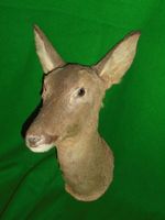 ROE DOE Deer Trophy Hunting Taxidermy