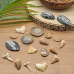 Various Fossils Genuine Prehistoric Collectibles Gifts For Children Collectors