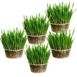 Cat grass kit x5 containers  - Easy Grow your own kit - UK Seed AmbroziaNP