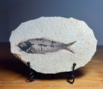 Fossil fish on matrix. Circa 48 m.y.o. Species  Knightia. 4064