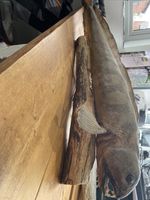 Preserved Wolf Fish SkeletonSpecimenTaxidermy DisplayCuriosity CabinetNatural