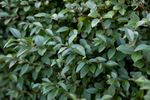 Privet -organically grown stick insect food. Approx. 200 leaves