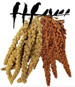 Premium Yellow | Red Millet Spray Springs Bird Treat Budgie Cockatiel Parrot