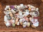 Bulk Pack 80 Mixed Seashells 2-10cm – Natural Craft Shells, Beach Crafts
