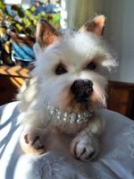 Handmade needle felting dog