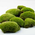 Live Cushion Moss (Leucobryum glaucum)