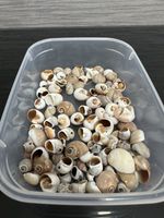 Collection Of Sea Shells For Arts And Crafts Projects