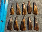 10 Original 1800's Drilled Buffalo Teeth Native American Indian Sioux