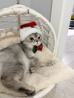 Christmas Santa Hat & Bow Tie Set for Cats and Small Dogs – Festive Pet Costume