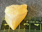 REAL shark tooth