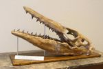Limited Edition Mosasaurus Skull Fossil "Flying Dutchman" Replica